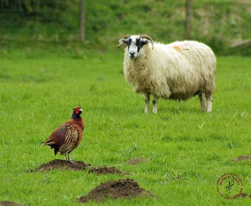 Sheep and Pheasant 9R039D-07.JPG